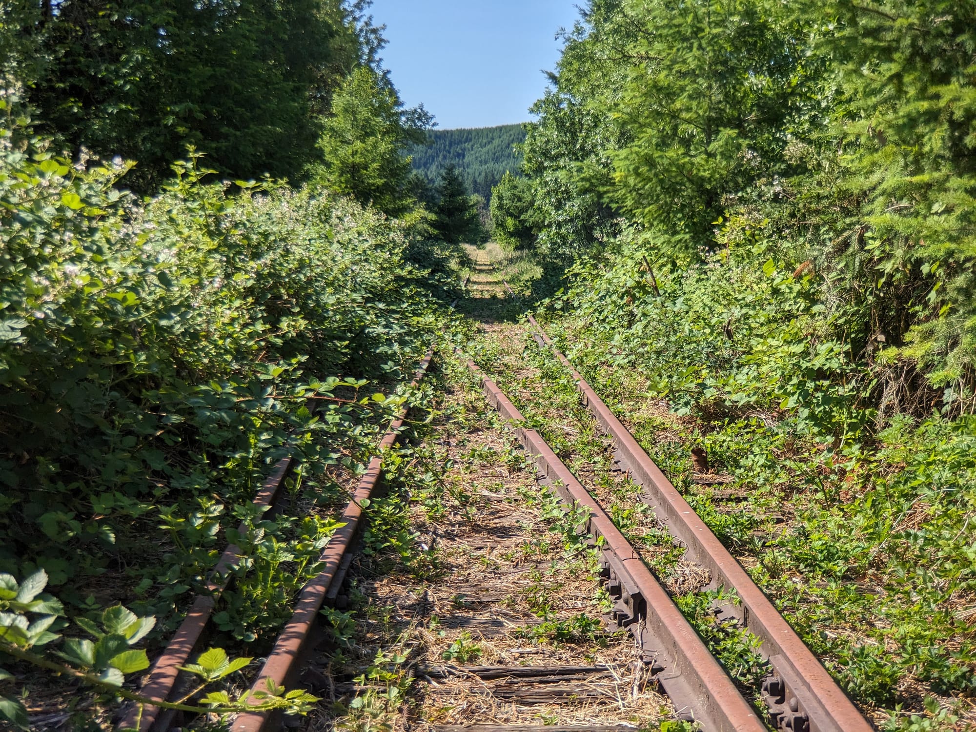 Salmonberry Trail Foundation offering guided hikes and a work party in December, January