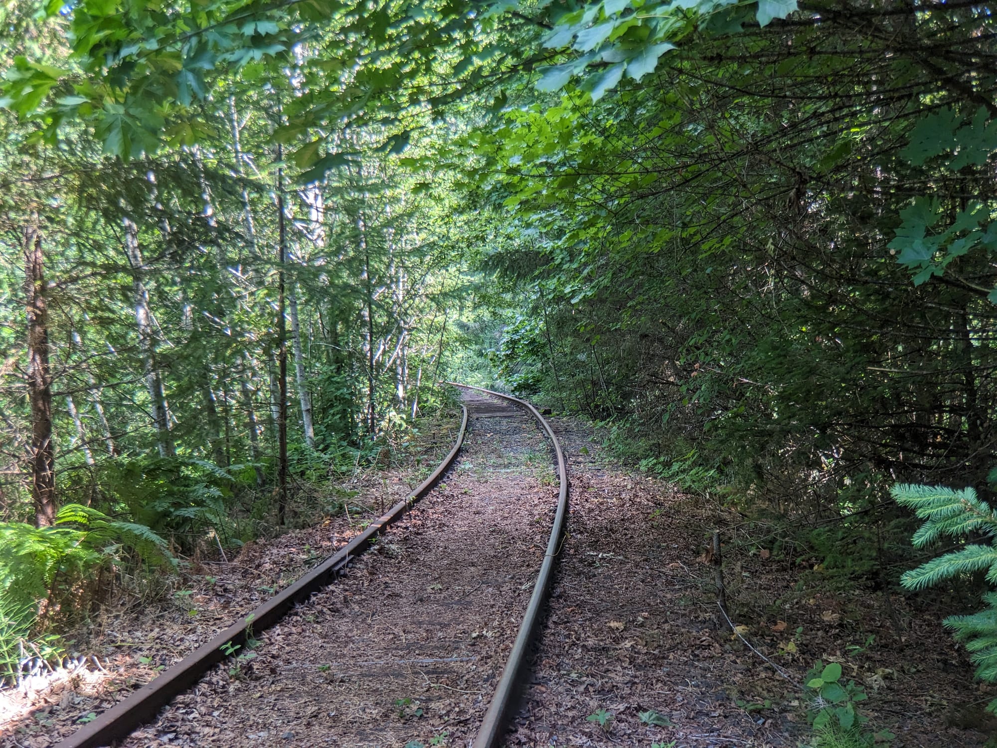 Salmonberry Trail Foundation offering guided hikes and a work party in December, January