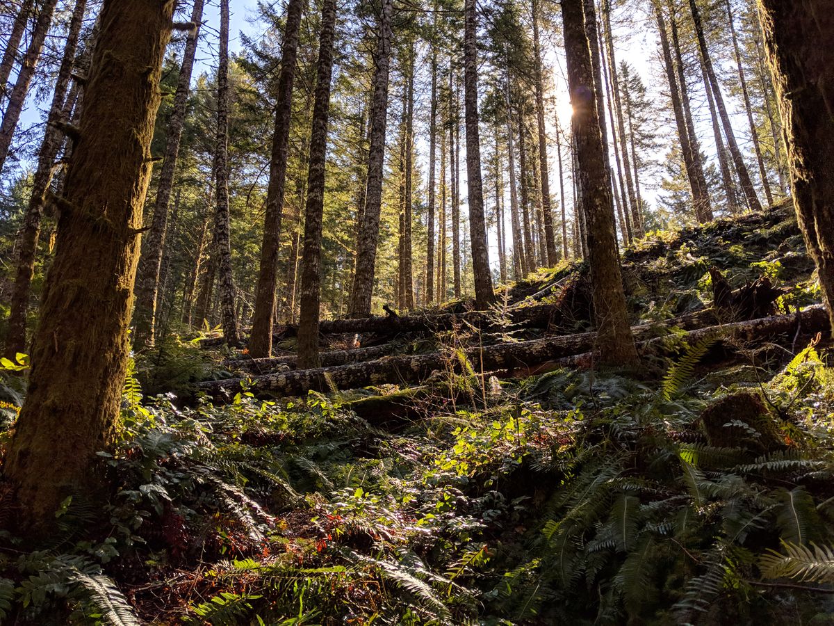 Lawsuit on state’s management of forestland moves to Oregon Supreme Court