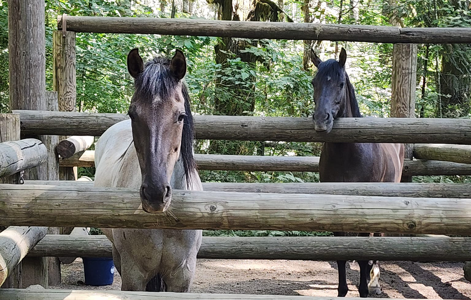 Horse and woman survive harrowing plunge down ravine near Reehers Camp