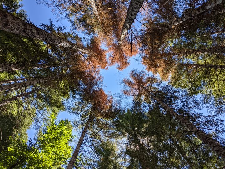 A ring of evergreen treetops as seen from below. The needles on most of the trees are orange against a blue sky.
