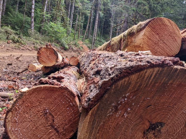 Lawsuit by 13 counties against state over logging practices ends at Oregon Supreme Court