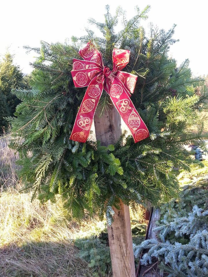 Don't chop down a Christmas tree in the Tillamook State Forest